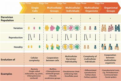 What Do We Mean by Multicellularity? The Evolutionary Transitions Framework Provides Answers